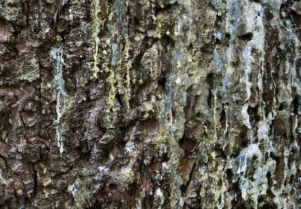 Close View Dark Brown Wooden Barque Moss Lichen — Stock Photo, Image