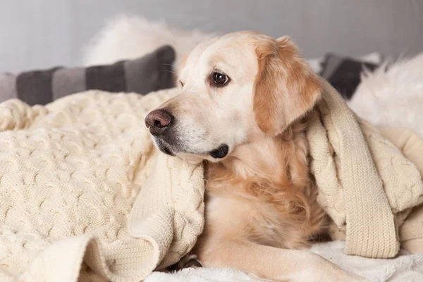 Golden Retriever köpek İskandinav tarzı modern iç