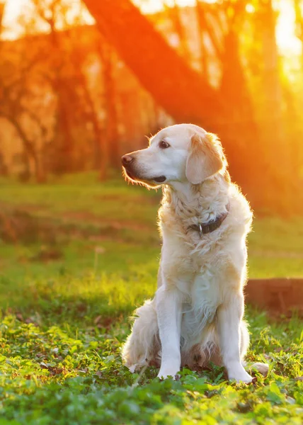 Golden Retriever Köpek Park Bahar Yeşil Çimenlerin Üzerinde Günbatımında Oturan — Stok fotoğraf