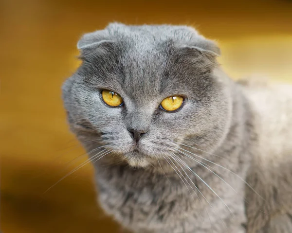 Retrato Gray British Scottish Fold Shorthair Cat Con Ojos Amarillos — Foto de Stock