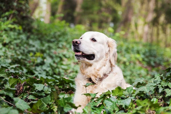 Молодий Золотий Ретривер Собака Сидить Весняній Зеленій Плющавій Траві Парку — стокове фото