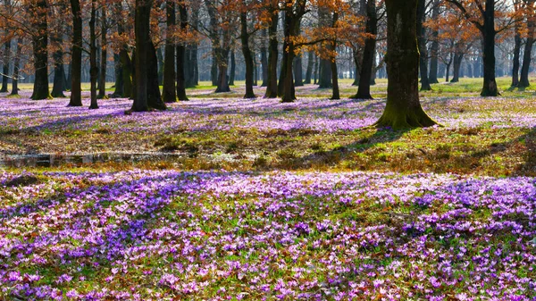sabah ormandaki mor çiğdem halı çiçeklenme