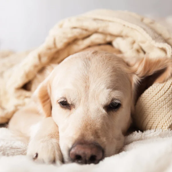 Golden Retriever Dog Modern Interior Scandinavian Style — Stock Photo, Image