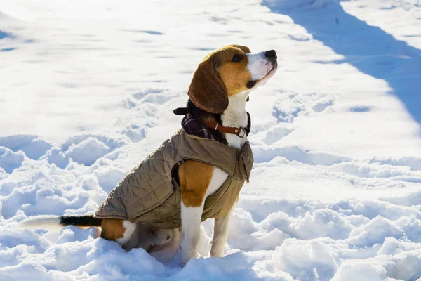 Çok güzel purebreed beagle yavru köpek