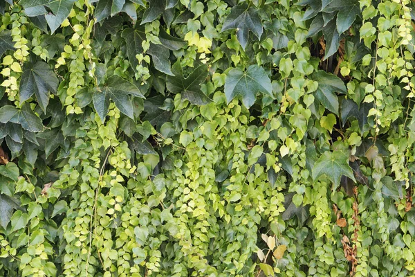 Muur Met Verse Groene Klimplant Plant Grunge Oude Huis Muur — Stockfoto
