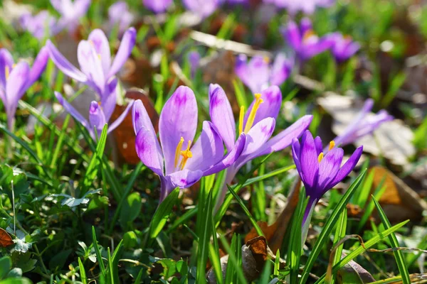 Vahşi doğa çiçek mor Iridaceae görünümü Kapat