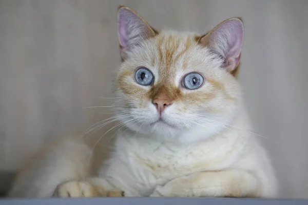 Retrato Jengibre Doméstico Pastel Pelo Corto Ojos Azules Gato —  Fotos de Stock
