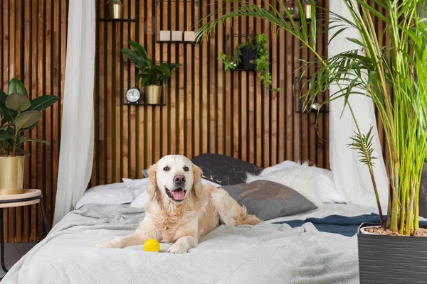 Golden retriever köpek oyuncak yatakta İskandinav tarzı oturma odası iç ile