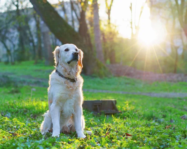 Golden Retriever Dog Sitting Spring Green Grass Park Sunset — Stock Photo, Image