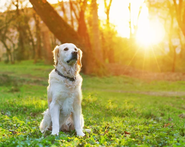 Золотий Собака Ретривер Сидить Весняно Зеленій Траві Парку Заході Сонця — стокове фото
