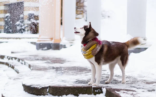 Taş merdivenle karla kaplı üzerinde duran yün atkı kahverengi Sibirya Husky köpek