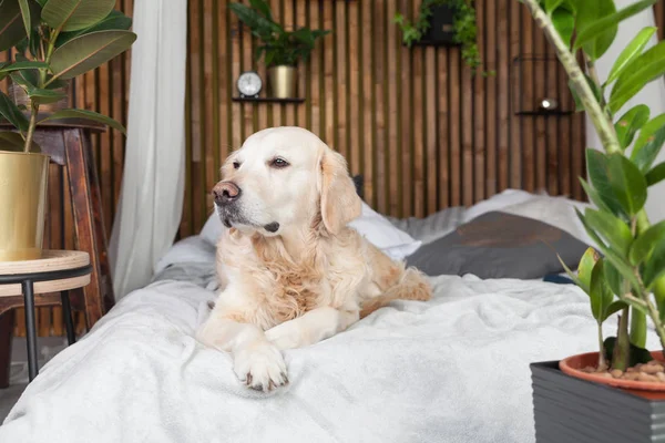 Golden retriever köpek yatakta yastık loft tarzı oda poz ile