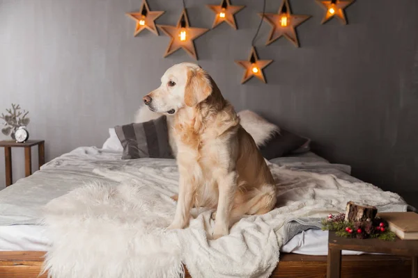 Golden Retriever Dog in modern interior with garland in Scandinavian style