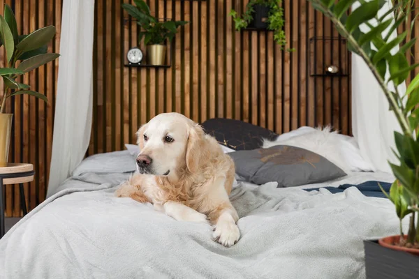 Golden retriever köpek yatakta yastık loft tarzı oda poz ile