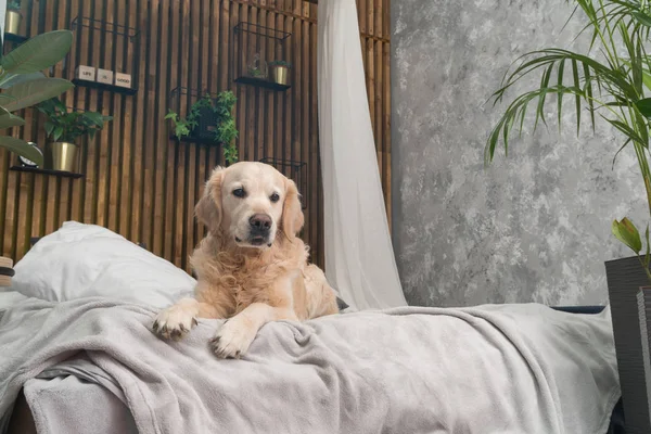 Golden retriever köpek yatakta yastık loft tarzı oda poz ile