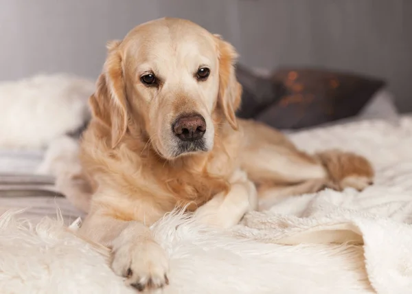 Golden Retriever Dog Interior Moderno Estilo Escandinavo — Fotografia de Stock