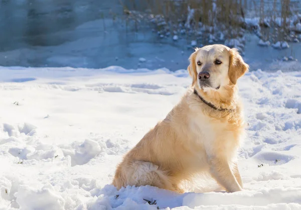 Golden retriever köpek üstünde kar kış Park'ta açık
