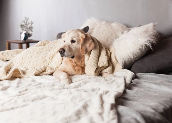 Golden Retriever köpek İskandinav tarzı modern iç