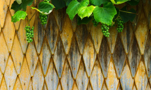 Houten Gele Rustieke Tuin Hek Met Groene Druiven — Stockfoto