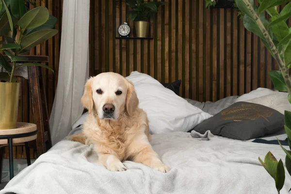 Golden Retriever Perro Cama Con Almohadas Posando Habitación Estilo Loft —  Fotos de Stock