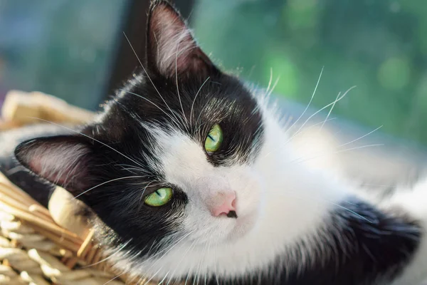 Портрет Домашней Черно Белой Короткошерстной Кошки — стоковое фото