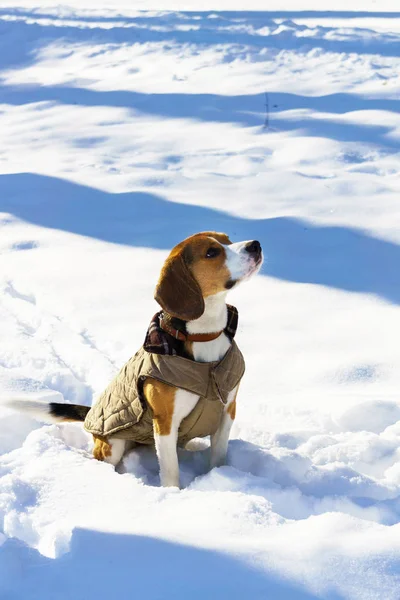 Adorable chiot beagle pure race chien — Photo