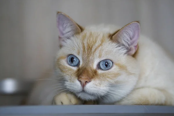 Πορτρέτο Του Εσωτερικού Τζίντζερ Παστέλ Κοντά Μαλλιά Μπλε Μάτια Γάτας — Φωτογραφία Αρχείου