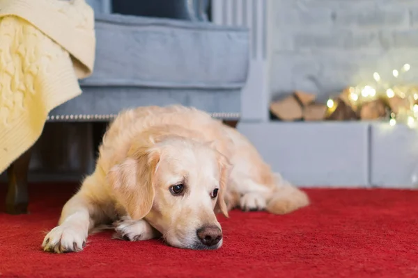 Golden Retriever dog lying on red carpet near modern grey chair