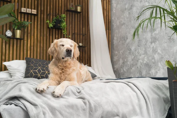 Golden retriever köpek yatakta yastık loft tarzı oda poz ile