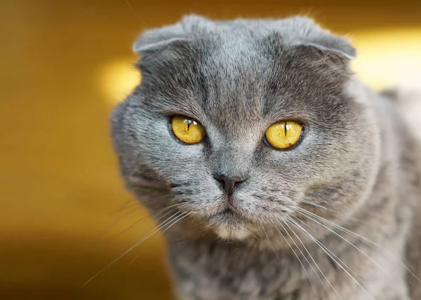 Πορτρέτο Του Γκρι Βρετανική Σκωτίας Διπλώστε Shorthair Γάτα Κίτρινα Μάτια — Φωτογραφία Αρχείου