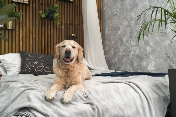 Golden retriever köpek yatakta yastık loft tarzı oda poz ile
