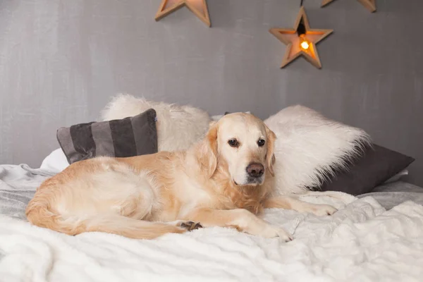 Golden Retriever Perro Interior Moderno Con Guirnalda Estilo Escandinavo —  Fotos de Stock