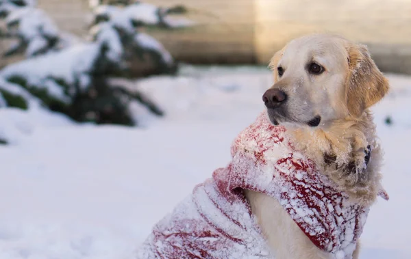 冬の公園で温かみのある赤いコートのゴールデンレトリーバー犬 — ストック写真