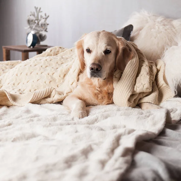 北欧風のモダンなインテリアのゴールデン レトリーバー犬 — ストック写真