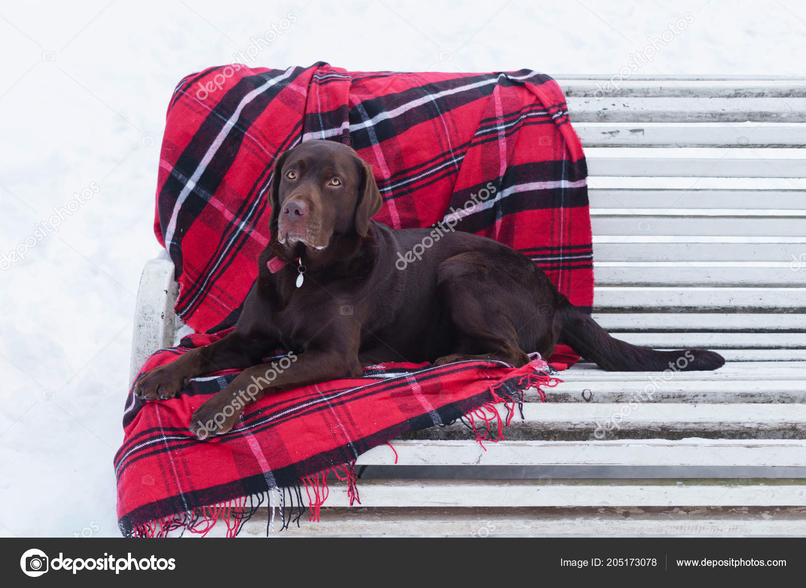 Purebred Brown Labrador Retriever Dog Lying White Bench Checkered
