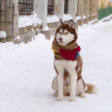 Soğuk kar parkta oturup yün atkı kahverengi Sibirya Husky köpek