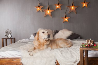 Modern iç Golden Retriever köpek garland İskandinav tarzı ile