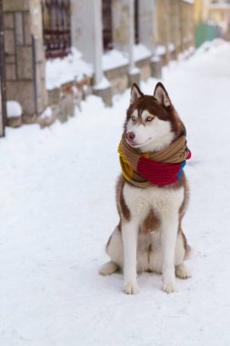 Soğuk kar parkta oturup yün atkı kahverengi Sibirya Husky köpek