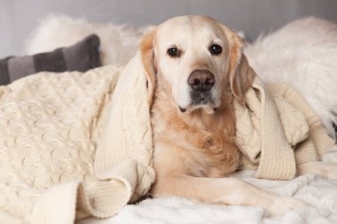 Golden Retriever köpek İskandinav tarzı modern iç