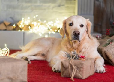 Golden Retriever köpek Noel iç kırmızı halı üzerinde