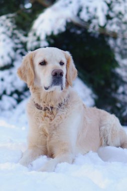 Golden retriever köpek üstünde kar kış Park'ta açık