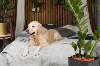 Golden retriever köpek yatakta yastık loft tarzı oda poz ile