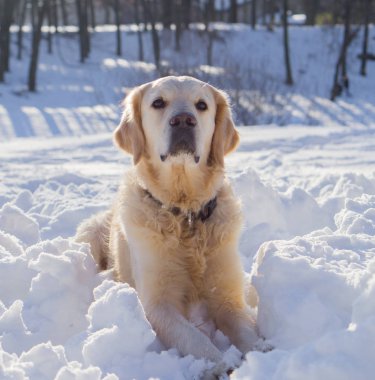 Golden retriever köpek üstünde kar kış Park'ta açık