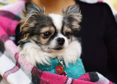 Longhair Chihuahua köpek sahibi ellerde oturan mavi kazak