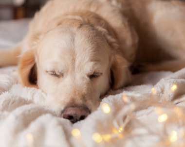 Modern iç Golden Retriever köpek garland İskandinav tarzı ile