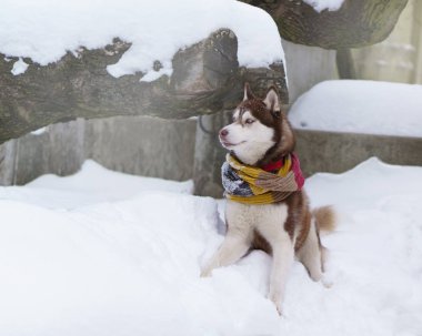 Kahverengi Sibirya Husky köpek park soğuk kar yatan yün atkı