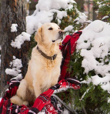 arka bahçe hasır sandalye ile rahat kırmızı ekose kareli oturan golden retriever köpek