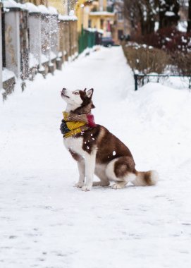 Soğuk kar parkta oturup yün atkı kahverengi Sibirya Husky köpek