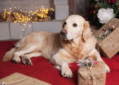 Golden Retriever köpek Noel iç kırmızı halı üzerinde