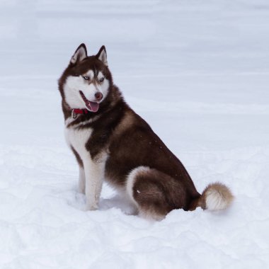 Soğuk kar parkta oturan kahverengi Sibirya Husky köpek